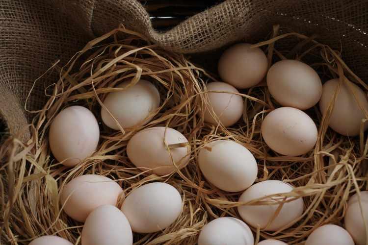 <p><strong>Toprağın altına bütün olarak konulan yumurta bahçenizde veya saksınızda bitkilerinizin köklerinin çürümesini önleyen etkiye sahip olduğu ortaya çıktı. Sosyal medyada gündem olan bu yöntemle yumurta toprağa nasıl koyulur? Gelin hep birlikte bakalım...</strong></p>
