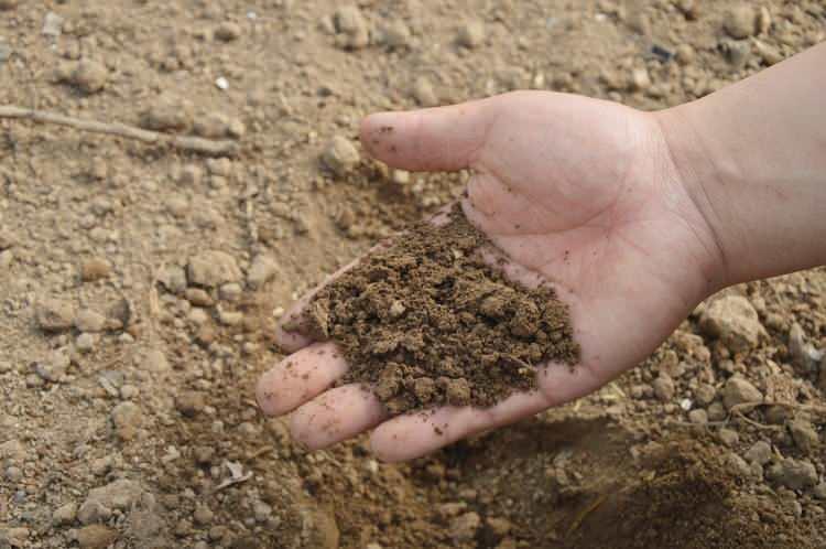 <p><strong>Toprağın içine yerleştiridiğiniz yumurta çürümeye başladıkça toprağınız mineral deposu haline gelecektir. </strong></p>