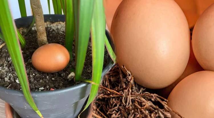 <p><strong>Yaz gelmesiyle birlikte bağ bahçeyle ilgilenme sebze ve çiçek yetiştirmek daha keyifli hale geldi. Bahçe düzenlenmesinde toprağa yumurta koyma yöntemi son dönemde herkesin dikkatini çekti. Peki, toprağa konulan yumurta ne işe yarar? Toprağın içine konulan yumurtanın neye faydası olduğu herkesi şaşırttı. İşte çok merak edilen sorunun cevabı...</strong></p>
