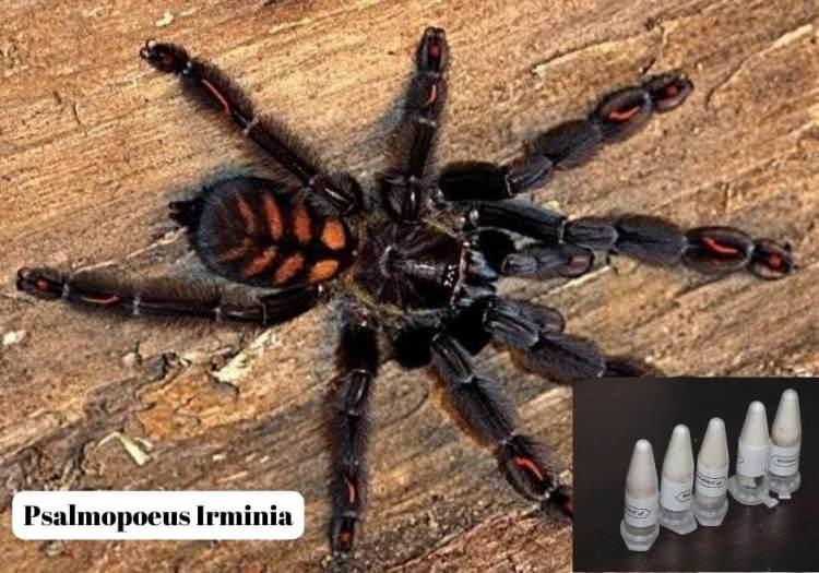 <p>Çok küçük boyutlarda olan böceklerin hangi türe ait olduğu, Kırıkkale Üniversitesi’nde konu üzerine çalışan uzmanlarca yapılan analiz neticesinde ortaya çıkarıldı. Böceklerin 8 farklı türdeki yavru tarantula oldukları tespit edildi. </p>
