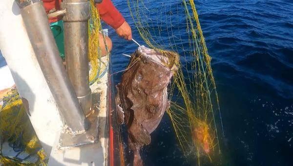 <p>Bir süre sonra ağını toplamaya başlayan Özdemir ve arkadaşları bir süre sonra ağa yaklaşık 1,5 metre uzunluğunda, 50 kilogram ağırlığında fener balığının takıldığını fark etti. </p>

