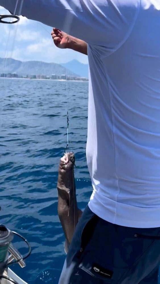 <p>Gökoğlu, söz konusu türün Akdeniz’de nadir yakalanan köpek balığı cinsinden olduğunu aktararak, “Tehlikesi yok çünkü çok derinde yaşıyor. Sığ sulara girmez. Genellikle yaşamını dipte geçirir ve oradaki canlılarla beslenir. Biyolojik olarak ışık saçan bir tür. Işık saçtığı için diğer balıkları kendine cezbettiriyor. Bu balık tüm denizlerde var. Yaklaşık 2,5-3 metreye kadar büyüyebilen bir balık. Az yavru veren balıklardan birisi. Çok sık yakalanan bir balık değil. Koruma altında ve kırmızı listede yer alıyor” ifadelerine yer verdi.</p>