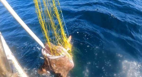 <p>Çanakkale'nin Gökçeada ilçesinde balıkçı İlker Özdemir'ın ağına, Saros Körfezi'nde yaklaşık 1,5 metre uzunluğunda ve 50 kilogram ağırlığında fener balığı takıldı.</p>

