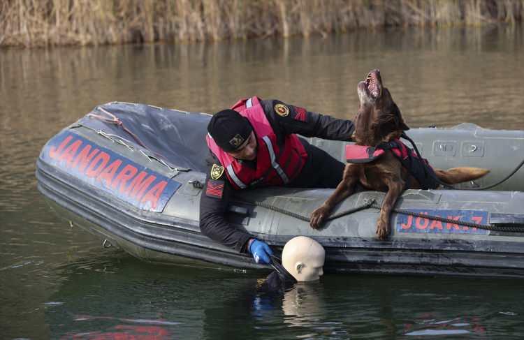 <p>Jandarma timlerine başta sel olmak üzere afet bölgelerindeki zorlu görevlerde yardımcı olan su altı kadavra arama köpekleri, kaybolan cesetlerin bulunmasında önemli rol üstleniyor. Jandarma Genel Komutanlığı Jandarma Komando Özel Asayiş Komutanlığı (JÖAK) bünyesindeki su altı kadavra arama köpekleri, sudaki cesetleri bulma konusundaki yetenekleriyle ekiplerin en büyük yardımcısı. Özellikle sel felaketinin yaşandığı bölgelerde sürüklenen ve suyun derinliklerinde bulunan cesetleri tespit edebilen su altı kadavra arama köpekleri, sahadaki timlere destek veriyor.</p>