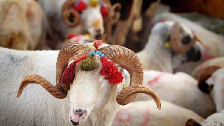 <p>Gönderdiği kaporaya ulaşamıyor. Tüketiciler alışveriş sayfalarında kurbanlık alımına dikkat etsin. İşlemlerini belgelesinler" diye konuştu.</p>