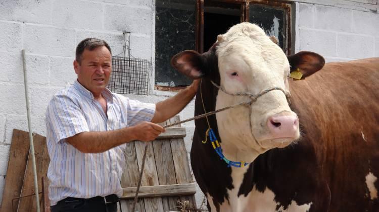 <p>Çanakkale’de 36 yıldır büyükbaş hayvan besi çiftliğinde büyükbaş hayvan yetiştiriciliği yaptığını belirten Hasan Yavaş, "Baba mesleğini devam ettiriyorum. Kurban Bayramı yaklaşıyor. Bu 3 yaşındaki simental kırması cinsi boğamız satılıktır. Her bütçeye uygun hayvanımız vardır. Bu boğamız 1 ton 600 kilogramdır. Bu tür büyükbaş hayvana aşırı talep olmuyor. Eğer talep olursa 220 bin TL’ye verebiliriz. Eğer talep olmazsa da kasaba keseceğiz. Bu cins biraz daha büyüyor. O yüzden bu boğamızı biraz daha özenerek baktık. Hisseli almak ağır geliyor. Genelde iş adamları ya da sanatçıların alması lazım. Fiyat olarak normal bütçelere ağır gelir. İkinci el araba fiyatlarına yakın. Boğamız biraz büyük olduğu için, başka büyük hayvanlarımız da var. O yüzden kapıyı sökmek zorunda kaldık. Bu şekilde idare ediyoruz. Büyük hayvanları kestirene ya da kurbanlık olarak satana kadar" diye konuştu.</p>
