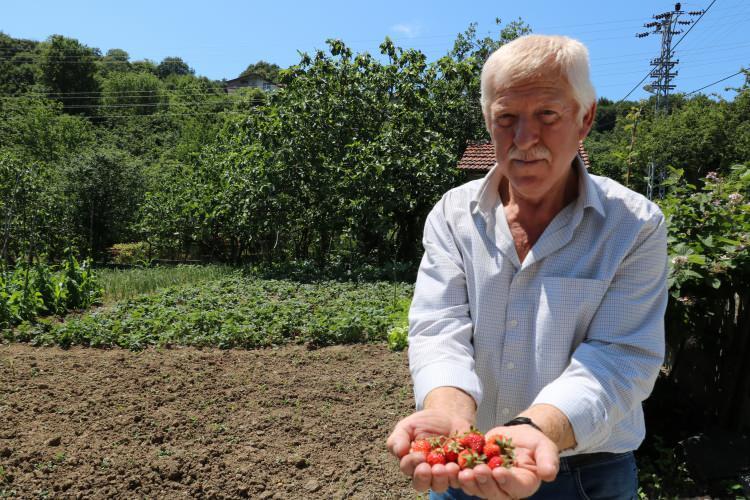 <p>Ziyaretlerde hediyelik olarak getirilen ve reçel yapımında kullanılan çileği yetiştirmek için 50 yıldır mücadele verdiklerini anlatan 63 yaşındaki tarım emeklisi Galip Keskin, dedelerinden aldığı mesleğini sürdürüyor.</p>
