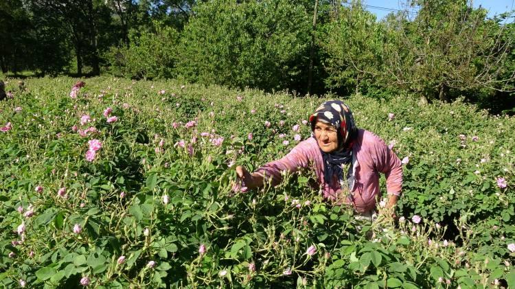 <p> Oradan çıkan yağlı suyu damıtma sistemi ile damıtarak 2 ton olana kadar bekliyoruz. 2 ton yağlı suya ulaştığımızda tekrar kazana aktararak tekrar kaynatıyoruz ve gül yağını elde ediyoruz. 4 ton gülden 1 litre gül yağı elde ediyoruz. Bu da 15 milyon gül yaprağına tekabül ediyor. Yine aynı şekilde 1 litre gül suyu alabilmek için de 1 ton gül yaprağı işliyoruz” dedi.<br />
 </p>
