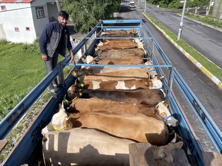 <p><strong>GEBE HAYVAN KURBAN EDİLEMEZ</strong></p>
<p>Gebe hayvanların kurban olarak da etlik olarak da kesilmesi uygun görülmez. Kesilmesi durumunda kurban ibadeti yapılmış sayılır.</p>
<p>Kurban edilmek üzere belirlenen gebe bir hayvan kurban edilmeden yavrulayacak olursa iki yol izlenir.</p>
<p>Ya o yavru da annesiyle birlikte kesilir, fakat sahibi etini yemez, yoksullara verir. Yerse kıymetini sadaka olarak vermelidir. Ya da kesilmez ve yavrunun kendisi ya da değeri fakirlere sadaka olarak verilir.</p>
<p> </p>