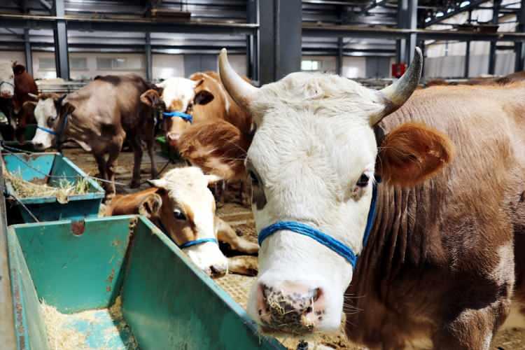 <p>Ancak, hayvanın doğuştan bu özellikleri taşıması kurban edilmesine engel olmazken, kesileceği yere gidemeyecek derecede topal olan hayvanlar da kurban edilemez.</p>
<p> </p>