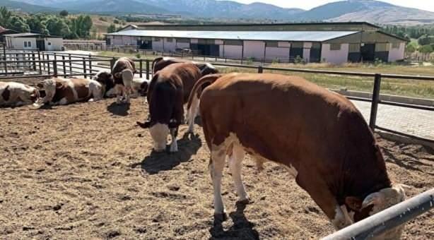 <p><strong>Çocukluk hayalini gerçekleştirmek için harekete geçen Tufan, eşinin ailesinin arazisinde sebze yetiştirerek kazandığı parayla 4 buzağı aldı.</strong></p>
