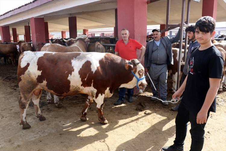 <p>Şâfiî mezhebine göre ise bayramın dördüncü günü güneş batıncaya kadar da kurban kesilebilir.</p>

<p>Kesim gerçekleştirilirken hem kurbanlık hayvanın hem de kesimi gerçekleştirenlerin zarar görmemesi için gerekli tedbirlerin alınması ve çevre temizliği gibi hususlara azami derecede dikkat edilmesi gerekir.</p>

<p>Bunun yanı sıra bıçak bileme vb. hazırlıklar hayvanın gözü önünde yapılmamalı, kesim işleminin diğer hayvanların göreceği şekilde gerçekleştirilmemesine de özen gösterilmelidir.</p>

<p> </p>

