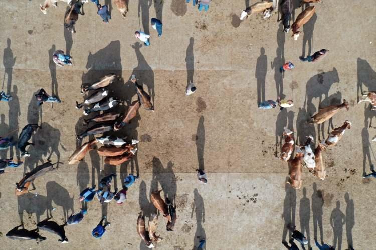 <p>Hissedarlar belirlenmeden hayvanların topluca kesilmesi caiz değildir. Henüz kesim yapılmadan her bir hissedar, kurban edilecek bir büyükbaş hayvanın en az yedide bir hissesine kaydedilerek belirlenmeli ve hayvan, belirlenen hissedarlar adına vekâleten kesilmelidir. Bunun aksine örneğin, altı kişi adına kesilen bir büyükbaş hayvana, kesimden sonra yedinci kişi dâhil edilemez.</p>
<p> </p>