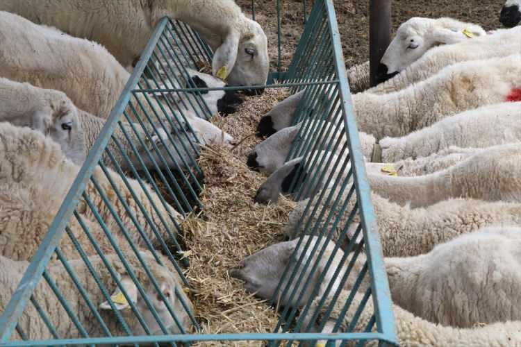 <p>Bunun yerine tahmini bir kilo aralığı belirleyerek, bu kilo aralığında bir hayvanı kişi adına vekâleten kesebilirler. Bu durumda çıkan et ne ise hisse sahibine teslim edilmesi gerekir.</p>
<p> </p>