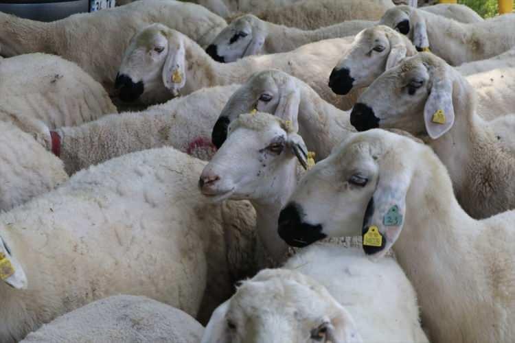 <p>Et satımı ile kurban ibadeti birbirinden farklı şeylerdir. Dolayısıyla kurban kesimine aracılık eden ticari kuruluşlar, belli kiloda et miktarının kurban sahiplerine verilmesini taahhüt etmemelidirler.</p>
<p> </p>