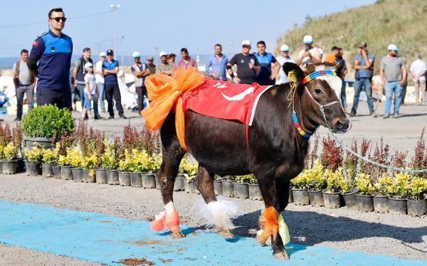 <p>Sultangazi Belediyesi, kurban pazarında ‘En Güzel Kurban Yarışması’ düzenledi. Yarışma kapsamında Türkiye’nin farklı illerinden gelen kurbanlıklar sahipleri tarafından süslendi. </p>