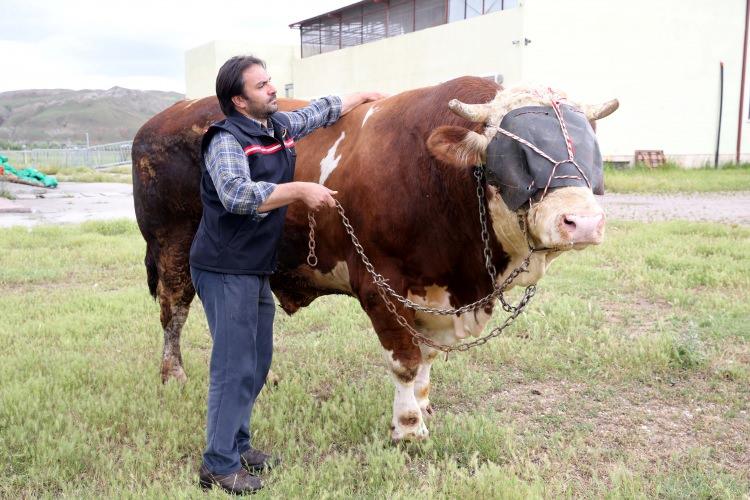 <p>Ticari kuruluşlar, kurban organizasyonu kapsamında et satımını çağrıştıran uygulamalardan uzak durmalıdır.</p>
<p> </p>