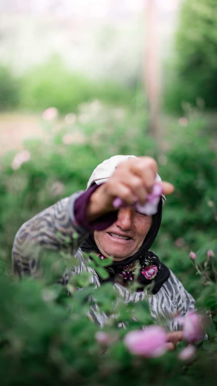 <p><strong>Mayıs ayında hasadımız başlar, haziran ayında biter. Bir aylık bir toplanma süreci olur. Bu bir ay içerisinde her gün gül toplarız. Bu gülleri hem kendi bahçelerimizden toplayıp hem de köylü halkımızdan alarak kendi gül yağı fabrikamızda işleriz. Bu güller Burdur ve Isparta’da yetişiyor sadece. Bunun nedeni de bölgenin iklim şartlarından kaynaklanıyor. Türkiye’nin her yerinde bu gül yetiştirilebilir ancak kaliteli yağ ve kaliteli gül suyu, gül mayası gibi ürünleri alabilmemiz için bu bölgenin iklim şartları daha uygundur”</strong> açıklamasında bulundu.</p>
