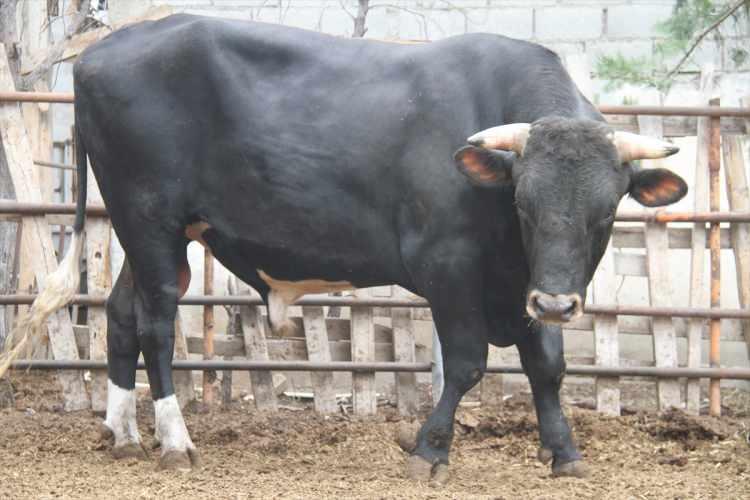 <p><strong>YAŞ ŞARTI</strong></p>
<p>Kurban olarak ancak koyun, keçi, sığır, manda ve deve kesilebilir. Bunların dışındaki hayvanlar kurban olarak kesilemezler.</p>
<p>Kurbanlık hayvanlarda kameri yıl esasına göre, devenin 5; sığır ve mandanın 2; koyun ve keçinin ise 1 yaşını doldurması şarttır. Bu yaşları tamamlamayan bir hayvan kurban olmaz.</p>
<p> </p>