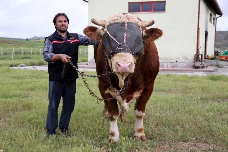 <p><strong>KURBAN ETİ SATILMAZ</strong></p>
<p>Kurban kesim organizasyonu yapan kuruluşların, kapasitelerini önceden belirleyerek kesip dağıtabilecekleri miktarda kurban vekâleti almaları gerekir. Kapasitelerinin üzerinde vekâlet alıp kurban etlerini daha baştan satıma konu etmeleri caiz değildir.</p>
<p> </p>