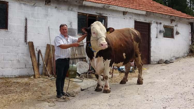 <p>1 ton 600 kilo ağırlığındaki boğa bayramın 1’inci günü Ümit Erdem ve Turan Kaya’ya 210 bin TL’den satıldı.<br />
Kurban alımı için ilk geldiklerinde ‘Paşa’ isimli boğanın dikkatlerini çektiğini belirten Ümit Erdem, "Boğayı almak 2’nci gelişimizde nasip oldu. Boğa sahibi Hasan kardeşimizde bize yardımcı oldu. Kendisine teşekkür ediyoruz. Kurbanımızı 210 bin TL’ye aldık. Allah kabul etsin. Tüm İslam aleminin Kurban Bayramı mübarek olsun" dedi.</p>