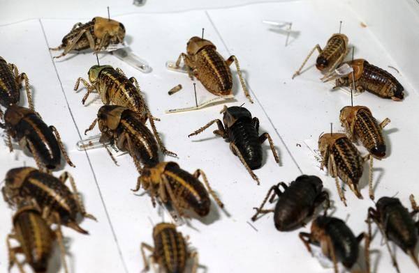 <p>Nesli tehlike altındaki türlerin yer aldığı kırmızı listeye alınması için Dünya Doğa ve Doğal Kaynakları Koruma Birliği'ne (IUCN) başvurusu yapılan yamyam tombul çekirge, kanatsız olduğu için geniş bir alana yayılamıyor.<br />
</p>
