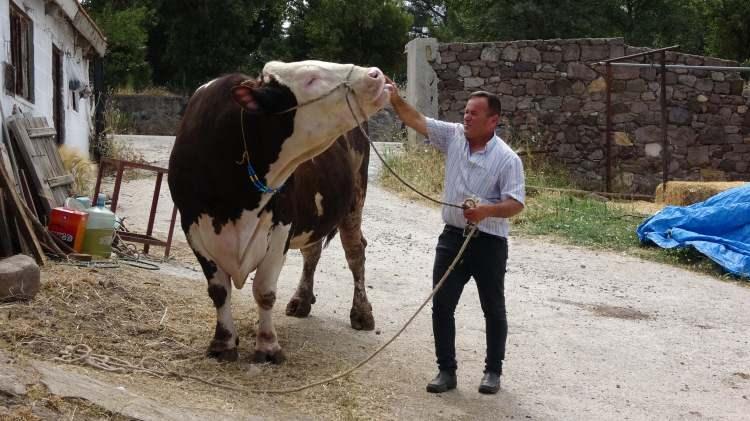 <p>Baba mesleği olan büyükbaş hayvan yetiştiriciliğini devam ettiren Hasan Yavaş, Kurban Bayramı öncesinde ikinci el otomobil fiyatlarıyla yarışan 1 ton 600 kilogram ağırlığındaki ‘Paşa’ isimli boğasını 220 bin TL’den satışa çıkardı. </p>