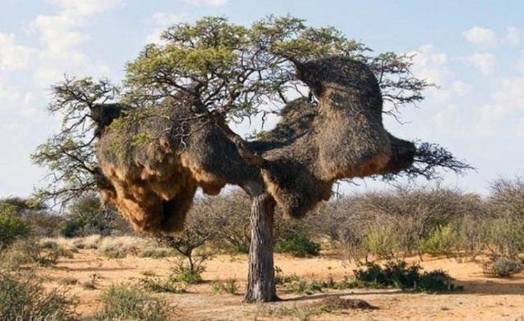 <p><strong>Bazı yuvalar o kadar büyüktür ki inşa edildiği ağacı bile yıkabilir.</strong></p>

<p> </p>
