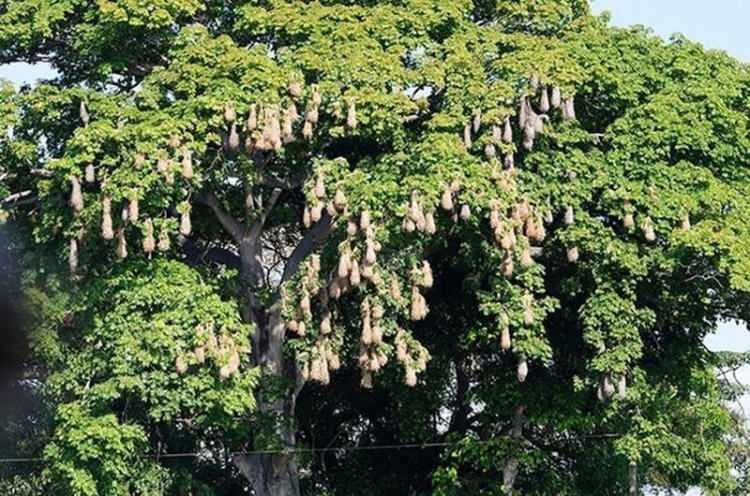 <p><span style="color:#B22222"><strong>MONTEZUMA OROPENDOLA</strong></span></p>
<p><strong>Montezuma oropendola adlı kuş, küçük dalları ve otları kullanarak kendine yuva yapıyor. Çoğunlukla, yaklaşık 30 kuştan oluşan koloniler halinde yaşıyorlar.Kolonide dominant bir erkek bulunuyor ve tüm diğer dişilerle de o çiftleşiyor.</strong></p>