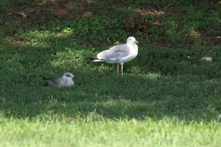 <p>Caddebostan'da termometre 39 dereceyi aştı</p>

<p>Denize girmek isteyen bazı kişiler Kadıköy'deki Caddebostan Plajı'nı tercih etti.</p>

<p>Ailesi ya da arkadaşlarıyla buraya gelenler plajı doldururken, öğle saatlerinde Caddebostan Sahili'nde termometreler 39,6 dereceyi gösterdi.</p>

<p>Boğazın serin sularında denize girmek isteyen bazı kişilerin tercihi Üsküdar'daki Salacak Sahili oldu. Buraya gelenlerden bazıları denizde yüzdükten sonra kayalıkların üzerinde güneşlenerek vakit geçirdi.</p>

<p>Sahilde kavurucu sıcağa rağmen sahilde yürüyüş yapanların yanı sıra Kız Kulesi'ni ziyaret etmek için sırada bekleyenler de vardı.</p>
