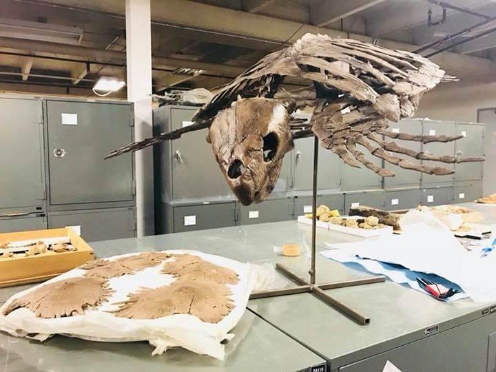 <p>Bilim insanları Solnhofia Parsonsi adlı Jurassic deniz kaplumbağasının, neredeyse tüm uzuvları ve ayak kemikleri yerinde olan, olağanüstü bir fosilini buldu.</p>
