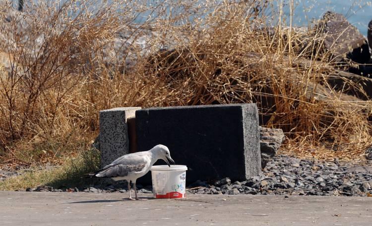 <div>Kar helvası satıcısı Ali Rıza Cambaz, satışlarının çok iyi olduğunu belirterek "Kar helvası dondurma gibi değildir. Dondurma yersiniz sonra susarsınız ama kar helvası yediğinizde sizi 4 saat susatmaz." ifadesini kullandı.</div>

<div> </div>

<div>Vatandaşlardan Sevilay Gündoğdu ise 60 yaşında ilk kez bu kadar bunaltıcı sıcaklarla karşılaştığını söyledi.</div>
