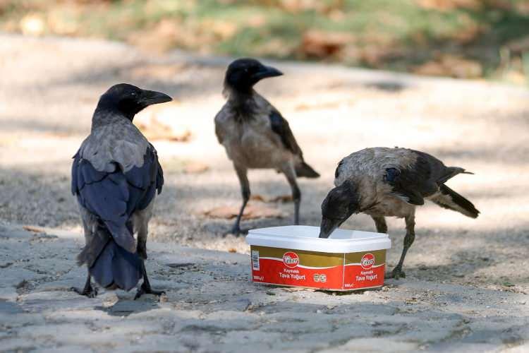 <div>Yüksek nem nedeniyle deniz üzerinde oluşan tabaka görüş mesafesini azalttı. Konyaaltı ilçesinin karşısında yer alan Beydağları nem nedeniyle görülemez duruma geldi.</div>

<div> </div>

<div>Sıcak ve nemden bunalanlar Konyaaltı, Lara ve Sarısu sahillerinden denize girerek serinlemeye çalıştı.</div>

<div> </div>

<div>Öte yandan bazı tatilciler de parklardaki palmiye ağaçlarının altındaki gölge alanlarda dinlendi.</div>
