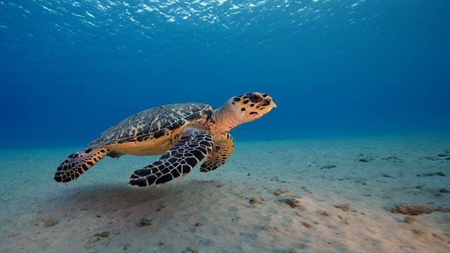 <p>Araştırmaya göre burada balıklar, timsahlar ve hatta plesiosaurlar ve ichthyosaurlar gibi deniz sürüngen devlerinin yanı sıra çok sayıda kaplumbağa korunuyor.</p>
