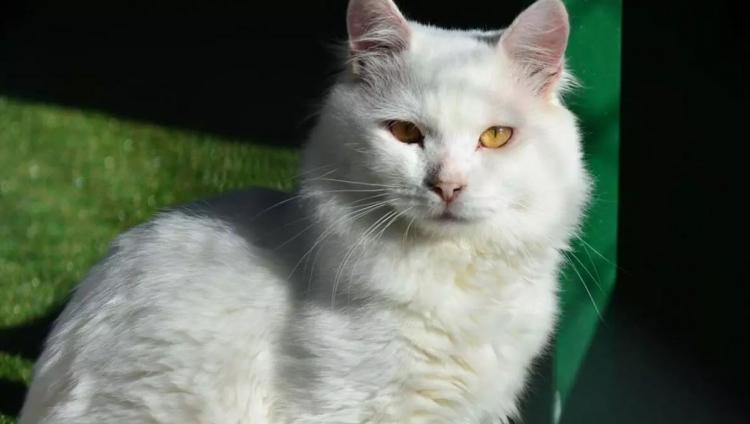 <p>Ayasofya-i Kebir Cami-i Şerifi'nden kaybolan Kılıç'ın yerine ‘uzun tüylü kedilerin atası' kabul edilen Ankara kedisi gönderilecek.</p>

<p> </p>
