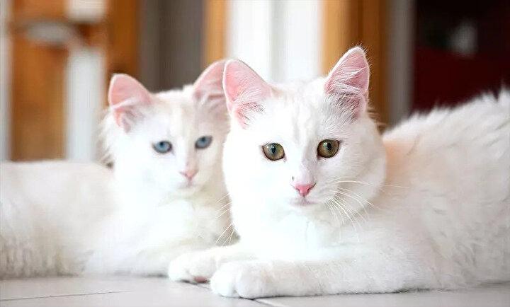 <p>'Uzun tüylü kedilerin atası' kabul edilen Ankara kedisi, saraylardan sonra şimdi de Ayasofya'ya ikinci kere "patilerini" basacak.</p>

<p> </p>

<p> </p>
