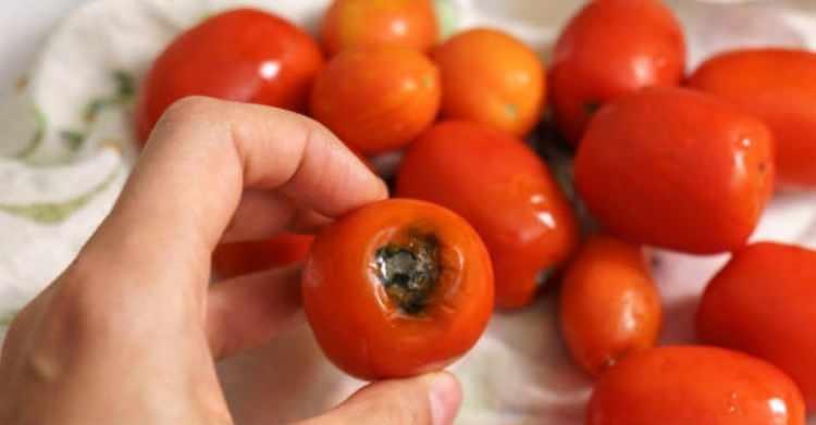 <p><span style=color:#B22222><strong>DOMATES YETİŞTİREBİLİRSİNİZ</strong></span></p><p>Çürüyen domateslerin içinde yer alan bitkinin tohumlarını olduğundan bir saksının içine direk ekerek taptaze domatesler yetiştirebilirsiniz. </p>