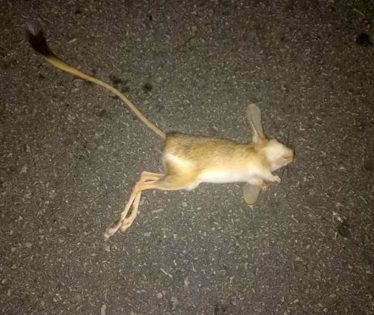 <p>Nesli tükenme tehlikesi altında olan  Arap tavşanı, Batman'da Beşiri yolu üzerinde sanayi bölgesi yakınında yolun karşısına geçerken bir aracın çarpması sonucu öldü.</p>
