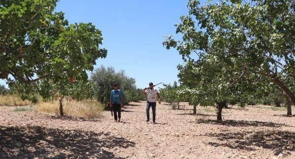 <p> Jandarmanın bilgisi dahilinde motosikletle ya da yaya olarak devriye atan bekçiler, bahçeye yaklaşanlara ruhsatlı av tüfeği ile 'uyarı' ateşinde bulunuyor, yakalanan hırsızlar ise güvenlik güçlerine teslim ediliyor.</p>