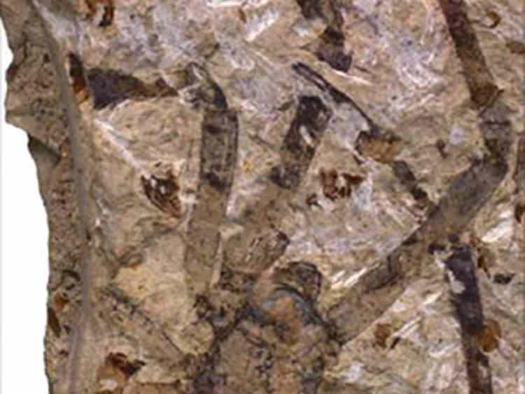 <p>Bu antik örümceği Aşağı Saksonya'da Osnabruck yakınlarındaki Piesberg taş ocağında ortaya çıkaran Tim Wolterbeek'in adını taşıyan arthrolycosa wolterbeeki, fosili Berlin Doğa Tarihi Müzesi'ne bağışladı.</p>
