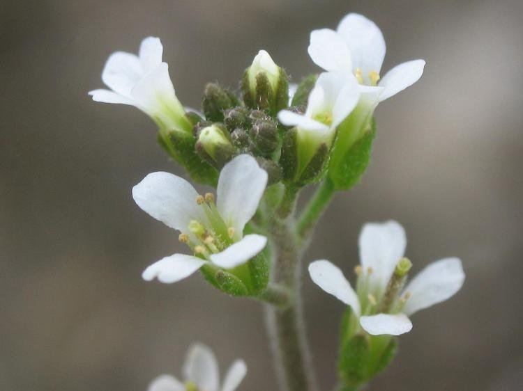 <p>Projede kullandıkları model organizmanın <strong>"Arabidopsis thaliana"</strong> bitkisi olduğunu ve bu bitkiyi geniş kapsamlı kullanımı ve kısa çimlenme süresi nedeniyle seçtiklerini vurgulayan Celayir, bitki üzerinde planladıkları genetik müdahalenin daha önce hiç yapılmadığını, bu açıdan araştırmanın çığır açıcı olacağını ifade etti.</p>
