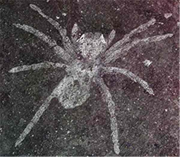<p>Bilim adamları 310 milyon yıl öncesine ait bir örümcek fosili buldu.</p>
