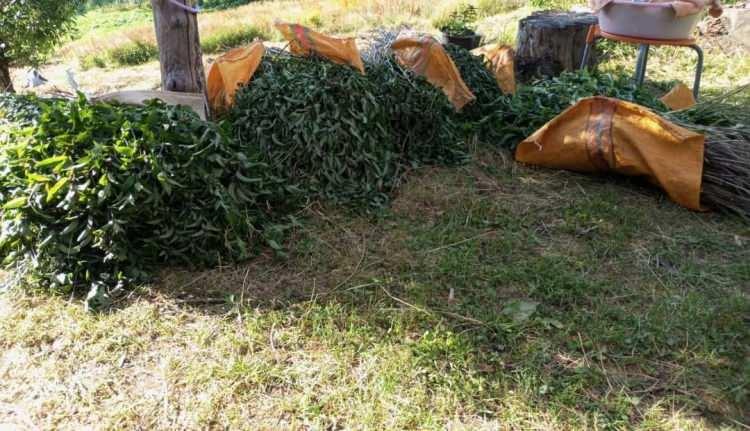 <p>Ardından istedikleri verimi alamayan Akpınar ve Güzelordu, sonrasında yaptıkları araştırmaların neticesinde tıbbi nane üretimine karar verdi.</p>