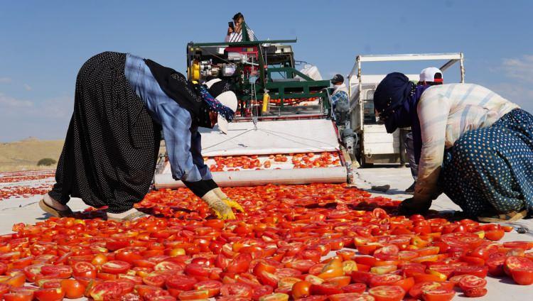 <p>Biz bu ülkelere domates ihracatı gerçekleştirerek 2020 yılında 312 milyon dolar ihracat geliri etmiştik. Biz bu tarımsal kapasitemizi tarımsal ihracata dönüştüreceğiz ve ilimizde domates ihracatı gerçekleştirme gayreti içerisinde olacağız.” diye konuştu.</p>
