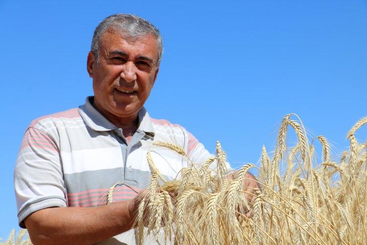 <p>Zamanında yağmur yağdı, biz de zamanında gübreleme ve ilaçlama yaptığımız için ortalama verimimiz 450 kilogramın üzerinde. </p>