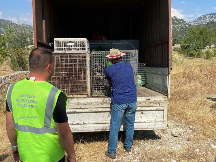 <p>Kalan çekirgelerin toplanması için hindi desteğini sürdürdüklerini aktaran Çürek, şunları kaydetti:</p>

<p><strong>"Hindiler çekirgeleri toplarken hayvanların tüketeceği otların yeşermesi için de fırsat kalıyor. Hindiler sayesinde çekirge popülasyonunda ciddi azalma oldu. </strong></p>
