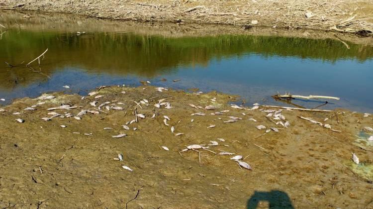 <p>Büyük Menderes Nehri'nde kuraklık nedeniyle toplu balık ölümleri görüldü.</p>
