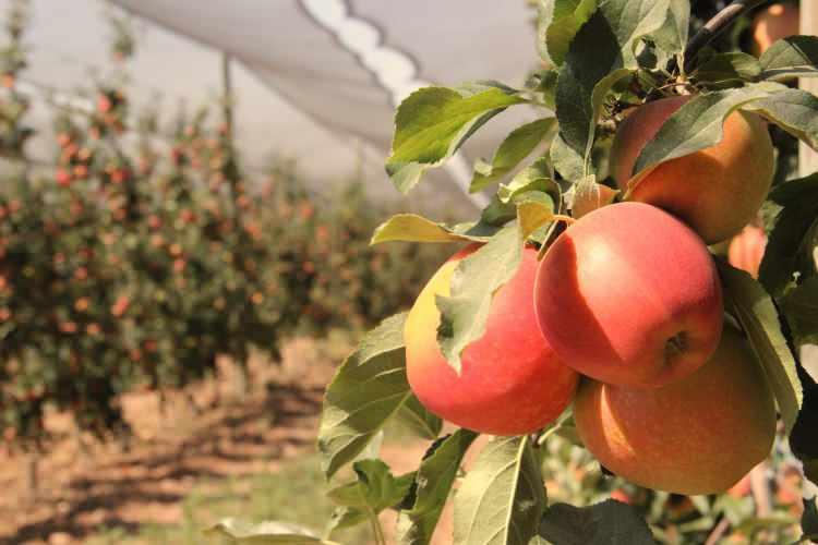 <p>Türkiye'nin elma deposu kentlerinden olan Karaman’da yaklaşık 55 gün sürecek olan elma hasadı yazlık Gala çeşidiyle başladı.</p>

