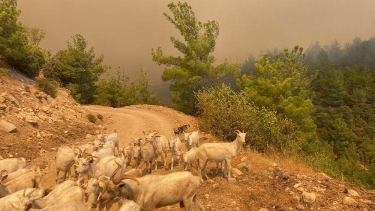 <p>Çanakkale merkeze bağlı Dörtyol köyü yakınlarında ve İzmir'in Ödemiş ilçesindeki ormanlık alanda yangın çıktı. Öte yandan Çanakkale'nin Kayadere köyünün tahliyesine başlanan bölgede, bazı hayvanlar yangından etkilendi. Orman yangınına ekipler havadan ve karadan müdahaleye ediyor.</p>
