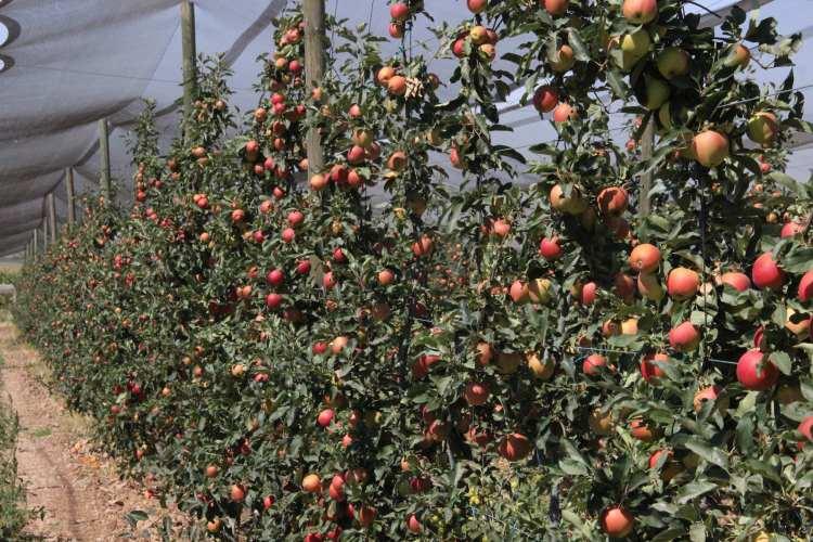 <p>Elmanın ekonomik olarak Karaman’a ayrı bir katkı sağladığını da anlatan Bayram, geçen yılki rakamlara baktığımız da tarım işçisine 300 milyon liraya yakın istihdam sağlanmış.</p>
